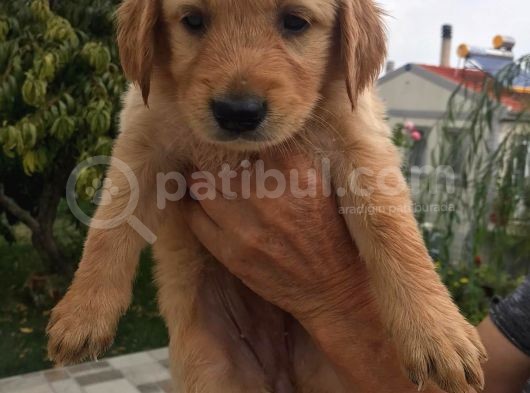 Safkan Küt Burun Bebeklerimiz Yeni Yuvalarını Arıyor görsel