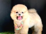 Teddy Face Pomerani̇an Boo Bebekleri̇mi̇z