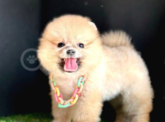 Teddy Face Pomerani̇an Boo Bebekleri̇mi̇z görsel