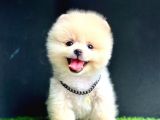 Teddy Face Pomerani̇an Boo Bebekleri̇mi̇z