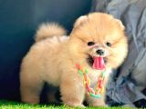 Teddy Face Pomerani̇an Boo Bebekleri̇mi̇z