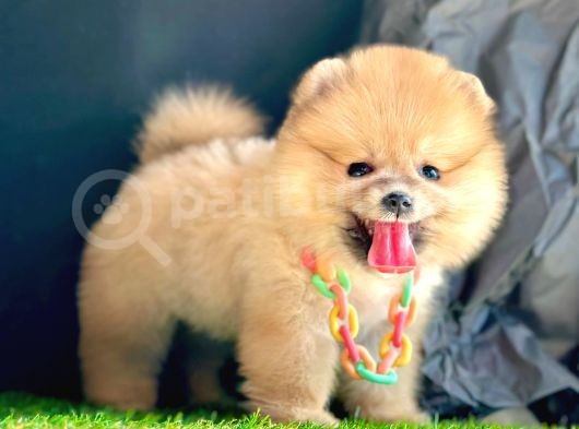 Teddy Face Pomerani̇an Boo Bebekleri̇mi̇z görsel