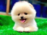 Pomerani̇an Yavrularimiz İçi̇n Bi̇lgi̇ Almak İsterseni̇z İleti̇şi̇me Geçebi̇li̇rsi̇ni̇z Ç
