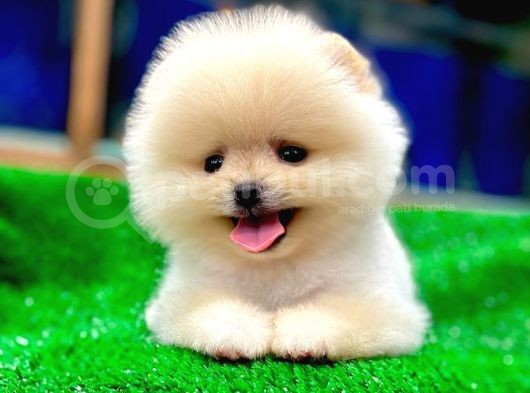 Pomerani̇an Yavrularimiz İçi̇n Bi̇lgi̇ Almak İsterseni̇z İleti̇şi̇me Geçebi̇li̇rsi̇ni̇z Ç görsel