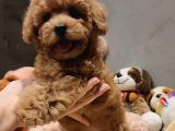 AİLELERE TOYPOODLE UYGUN