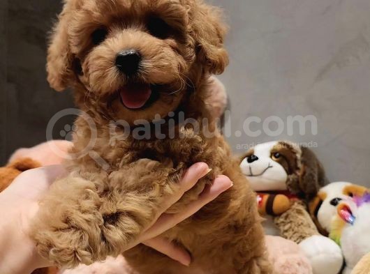 Ai̇lelere Toypoodle Uygun