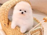 Kore Kani Pomerani̇an Boo Bebekler