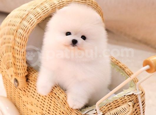 Kore Kani Pomerani̇an Boo Bebekler görsel