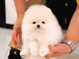 Kore Kani Pomerani̇an Boo Bebekler