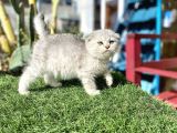 0 kulak fold kızımız