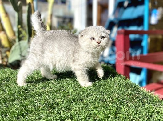 0 Kulak Fold Kızımız