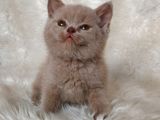 FAWN RENK SAFKAN  BRİTTİSH SHORTHAİR