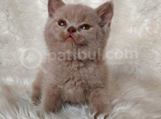 Fawn Renk Safkan  Brittish Shorthair