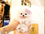 Teady Bear Pomerani̇an Boo Bebekleri̇mi̇z