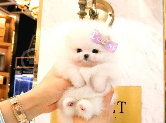 Teady Bear Pomerani̇an Boo Bebekleri̇mi̇z görsel