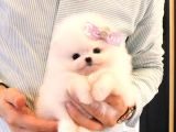TEADY BEAR POMERANİAN BOO BEBEKLERİMİZ