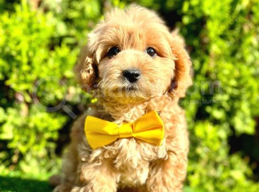 Kaliteli Malitpoo Arayanlara  görsel