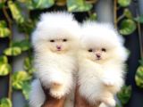 Adana Pomeranian Boo
