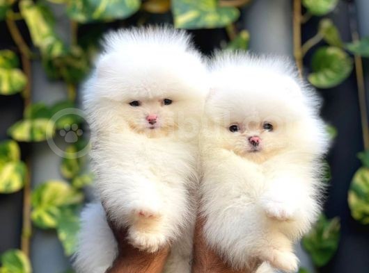 Adana Pomeranian Boo