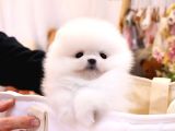 Show Kali̇te Gülen Surat Pomerani̇an Boo Bebekler