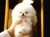 Pomerani̇an Boo Bebekler