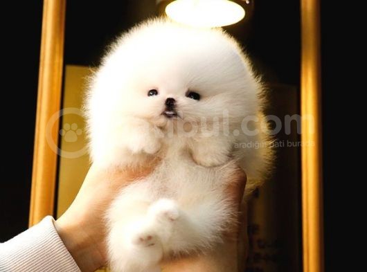 Pomerani̇an Boo Bebekler görsel