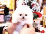 Show Kali̇te Gülen Surat Pomerani̇an Boo Bebekler