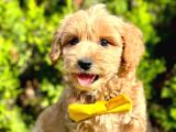 Kaliteli malitpoo arayanlara 