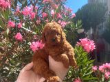 Kore Kanı Red Brown Toy Poodle Yavrularimiz