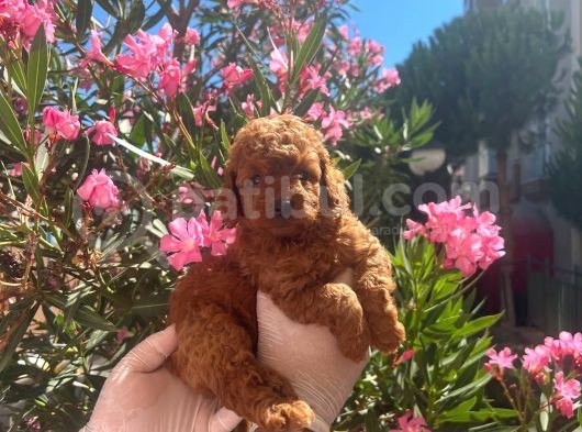 Kore Kanı Red Brown Toy Poodle Yavrularimiz görsel
