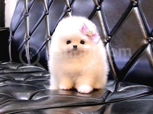Teady Bear Pomerani̇an Boo Bebekleri̇mi̇z görsel