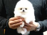 Ayi Suratli Pomerani̇an Boo Bebekler