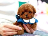 ÜST KALİTE KORE KANI TOY POODLE BEBEKLERIM