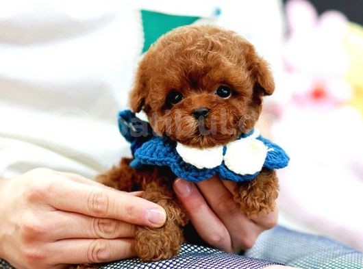 Üst Kali̇te Kore Kani Toy Poodle Bebeklerim