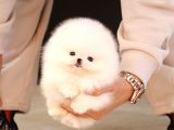 POMERANİAN BOO BEBEKLER