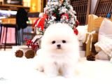 SHOW KALİTE GÜLEN SURAT POMERANİAN BOO BEBEKLER
