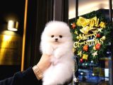 Show Kali̇te Gülen Surat Pomerani̇an Boo Bebekler