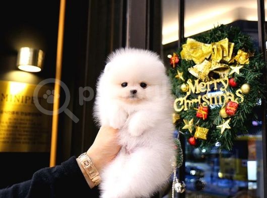 Show Kali̇te Gülen Surat Pomerani̇an Boo Bebekler görsel