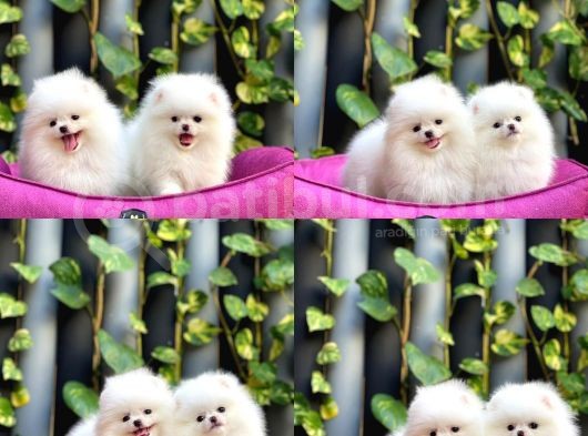 Mersin Pomeranin Boo