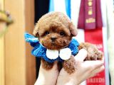 Üst Kali̇te Kore Kani Toy Poodle Bebeklerim