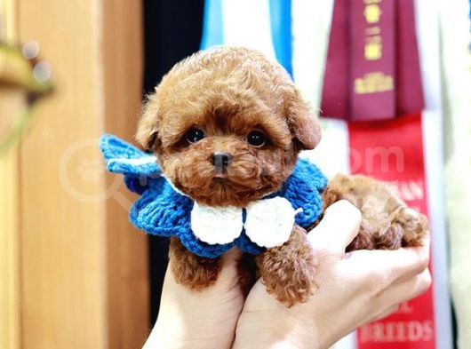 Üst Kali̇te Kore Kani Toy Poodle Bebeklerim görsel