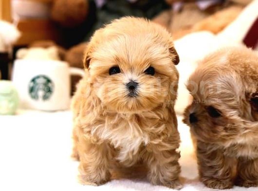 Mükemmel Kalitedeki Toy Poodle Yavrularımız görsel