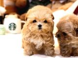 Show Kalite Toy Poodle Bebeklerim