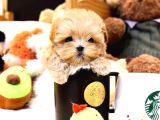 Mükemmel Kalitedeki Toy Poodle Yavrularımız