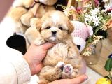 Show Kalite Toy Poodle Bebeklerim