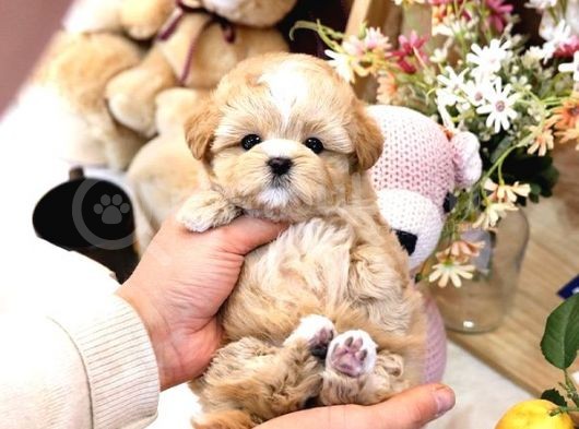 Show Kalite Toy Poodle Bebeklerim görsel