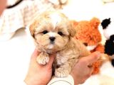 Show Kalite Toy Poodle Bebeklerim
