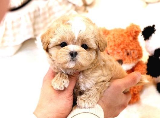 Show Kalite Toy Poodle Bebeklerim görsel