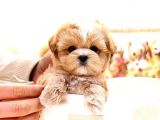 Show Kalite Toy Poodle Bebeklerim