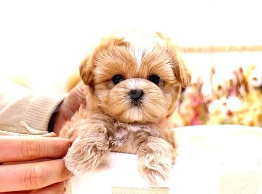 Show Kalite Toy Poodle Bebeklerim görsel